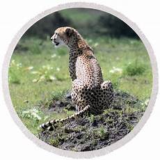 Cheetah Beach Towel