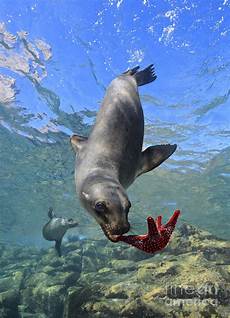 Cute Beach Towels