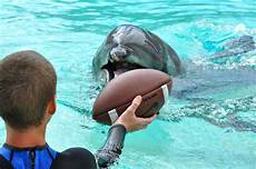 Dolphin Beach Towel