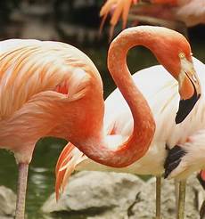 Flamingo Beach Towel