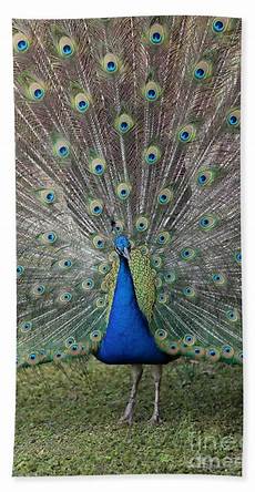 Peacock Beach Towel