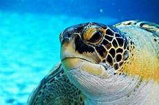 Sea Turtle Towels