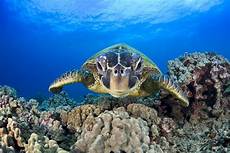 Sea Turtle Towels