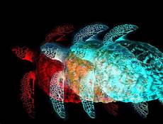 Sea Turtle Towels