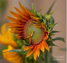 Sunflower Beach Towel