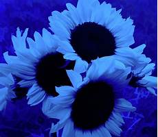 Sunflower Beach Towel