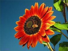 Sunflower Beach Towel